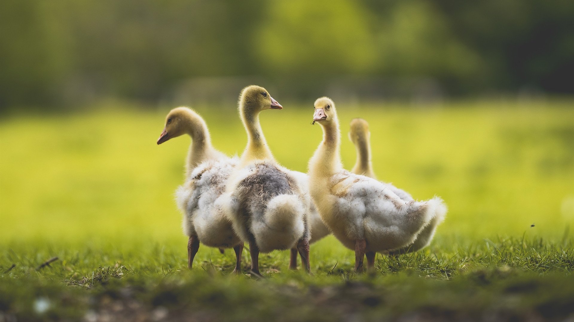 足球震撼夜，马赛爆冷阿尔及利亚，迪马利亚欧冠半决赛独舞封神